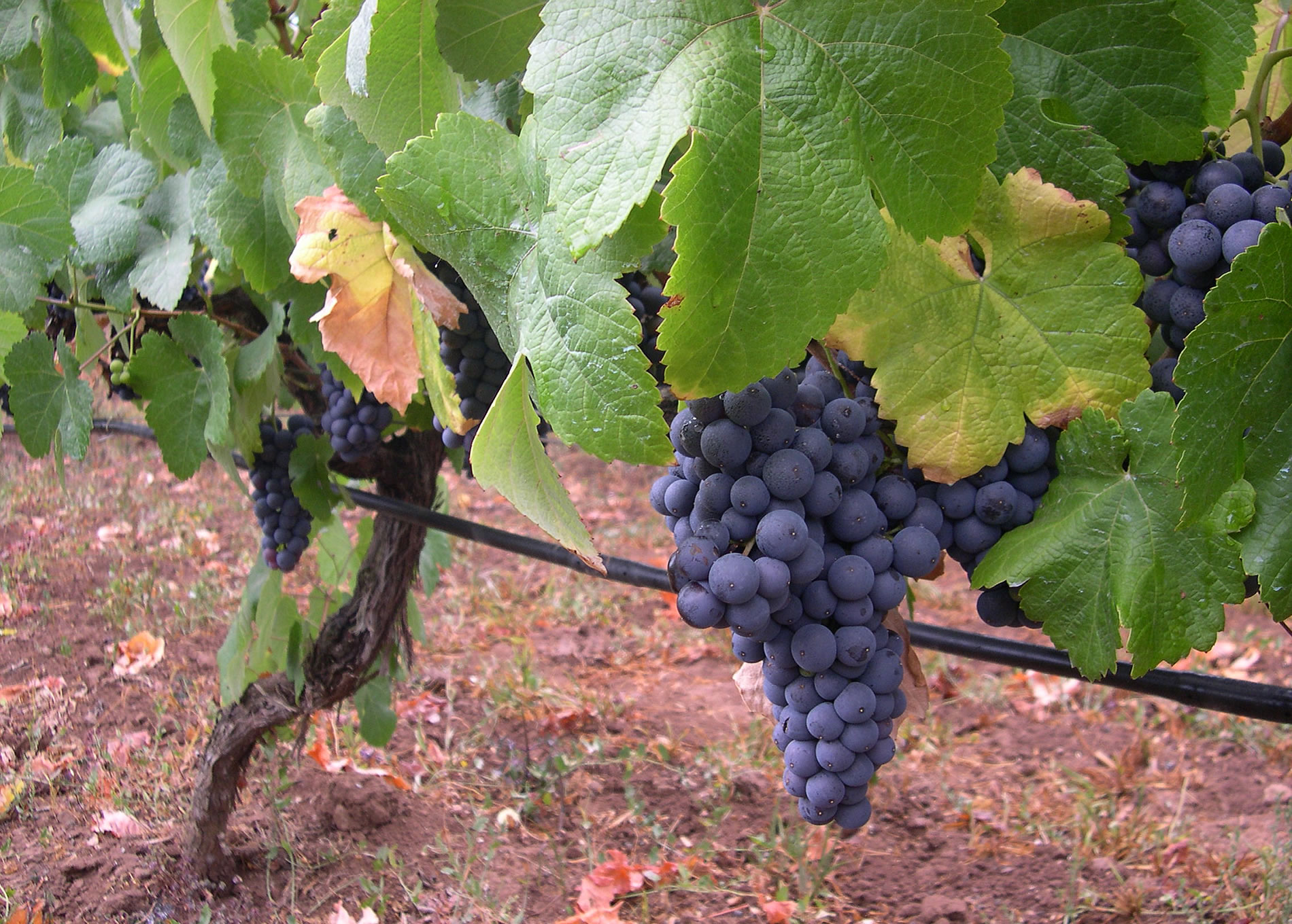 Bodegas Insulares Tenerife