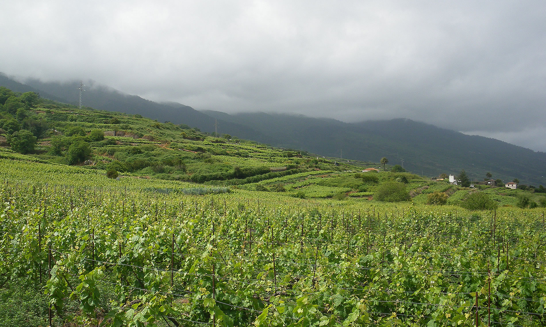 Bodegas Insulares Tenerife